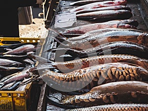 close up view of arranged raw fish