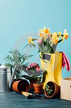 close up view of arranged rubber boots with flowers, flowerpots, gardening tools and watering can on wooden tabletop