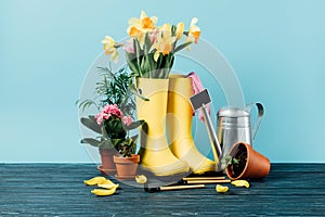 close up view of arranged rubber boots with flowers, flowerpots, gardening tools on wooden tabletop