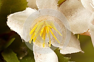 A close-up view of an artificial flower crafted from plastic, showcasing delicate white petals surrounding a bright yellow stamen.