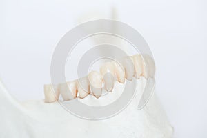 Close-up view of artificial human teeth on jaw bone model