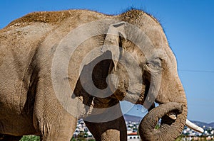Close up View of an Asian Elephant Head with Tusks. Blue Sky in Background. Big Mammal Animal Leisure Time under the Sun