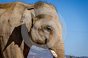 Close up View of an Asian Elephant Head with Tusks. Blue Sky in Background. Portrait of the Big Mammal Animal