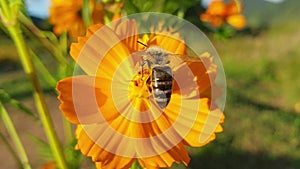 close up view of Asian honey bee pollinating beautiful orange Sulfur cosmic flower under the soft sun rays of autumn