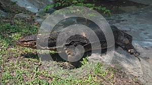 Close-up view of an Asian water monitor lizard on the ground