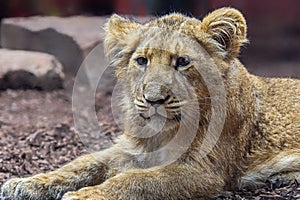 Close up view of an Asiatic lion cub