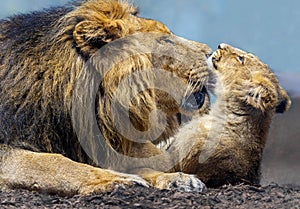 Close up view of Asiatic lion (Panthera leo persica) - father playing with his cub 2