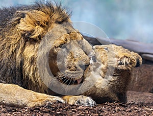 Close up view of Asiatic lion (Panthera leo persica) - father playing with his cub