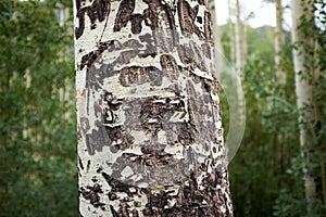 Close up view of aspen bark