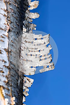 Close up view of Aspen tree bark against blue sky background