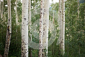 Close up view of aspen trees in green forest