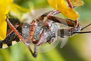 Assassin Bug (Rhynocoris cuspidatus)