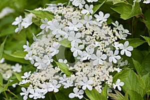 Close up view of attractive white flower clusters on a compact cranberry bush