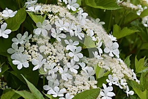 Close up view of attractive white flower clusters on a compact cranberry bush