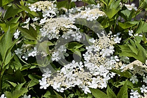Close up view of attractive white flower clusters on a compact cranberry bush