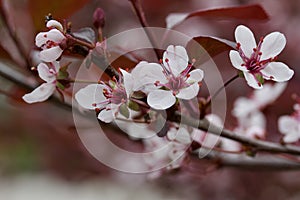 Close up view of attractive white purple leaf sand cherry flowers with defocused background