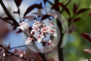 Close up view of attractive white purple leaf sand cherry flowers with defocused background
