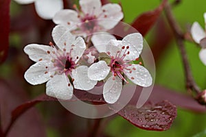 Close up view of attractive white purple leaf sand cherry flowers with misty rain drops