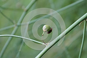 Close-up view of an Aulacophora femoralis on a green plant bud