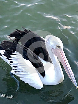Close-up view of an Australian wildlife Pelican landing into the Clarence River at Maclean  New South Wales  Australia