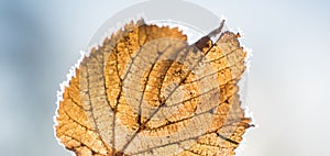 Close up view of autumn leaf and veins