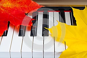 Close up view of autumn leaves on piano keys