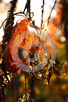 Close-up view of an autumn maple leaf in sunlights, soft sunny bokeh. Colorful fall background