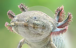 Close-up view of an Axolotl