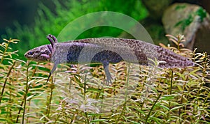 Close-up view of an Axolotl