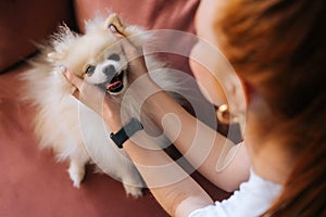 Close-up view from back to cute white pretty spitz pet dog, unrecognizable young woman stroking head loving doggy at