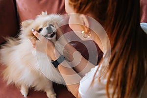 Close-up view from back to happy pretty white pretty spitz pet dog, unrecognizable young woman stroking head loving