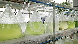 Close-up View of Bags with Cultured Plankton on Shelves Indoors. Pearl Farm.