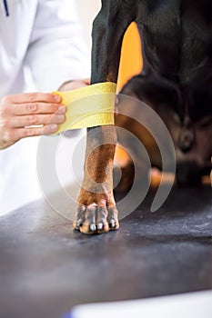 Close up view of bandaging a bandage around great Dane's hurt p