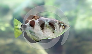 Close-up view of a Banded Archerfish