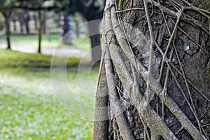 Close up view of a banyan tree roots with copy space