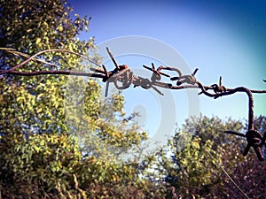 A close-up view of a barbed wire