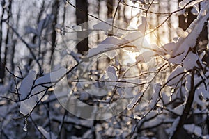 Close-up view of bare tree branches covered with snow on a frosty sunny day.  Snowy branches with ice crystals in sunlight. Winter