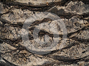Close up view of bark of palm tree for background