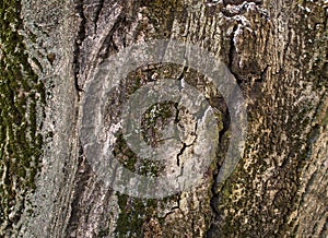A close-up view of the bark texture of a tree