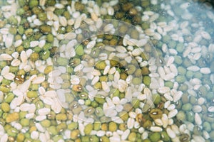 Close up view of beans and barley soaked in water