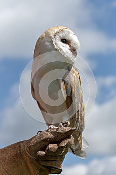 Barn owl