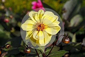 Close up view of a beautiful bright yellow flower in a sunny garden, with foliage in the background