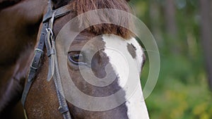 Close-up view of beautiful brown and white horse with bridle