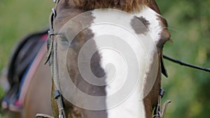 Close-up view of beautiful brown and white horse looking at camera