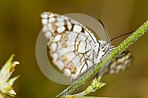 Spanish Marbled White (Melanargia ines) photo