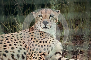 close up view of beautiful cheetah animal resting on green grass