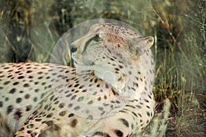 close up view of beautiful cheetah animal resting on green grass