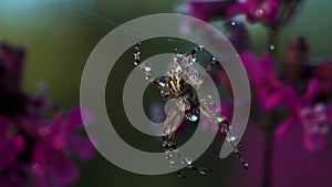 Close up view of beautiful early morning dew on spider web and a small insect. Creative. Spider webs and green wild