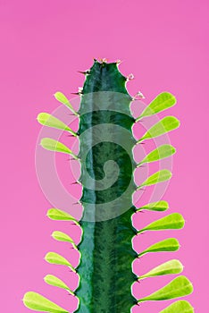 close-up view of beautiful green cactus with thorns and leaves