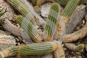 close-up view of beautiful green cactuses growing
